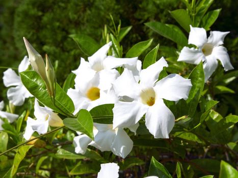 White Allamanda Flowers with Buds in Garden, Thailand.