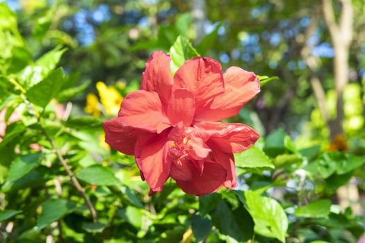 Red Hibiscus Flower in Nong Nooch Garden, Thailand.