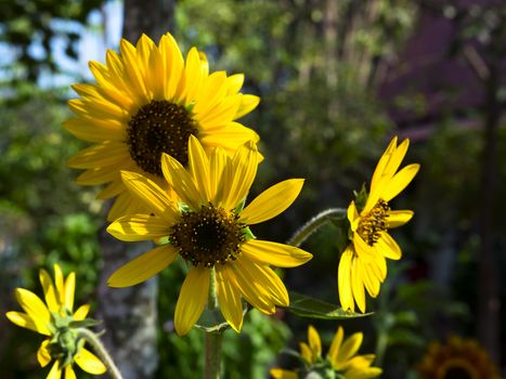 Yellow Sunflowers in Nong Nooch Garden, Pattaya Thailand. 3x4