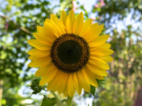 Helianthus Annuus Flower. Sunflowers is genus of plants comprising about 70 species in family Asteraceae
