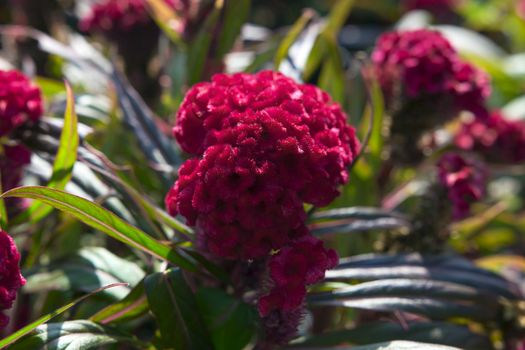 Celosia or Red Cockscomb in the Garden