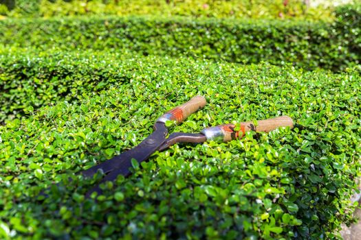 Garden Scissors, Pruning Shear lying on cut green bushes
