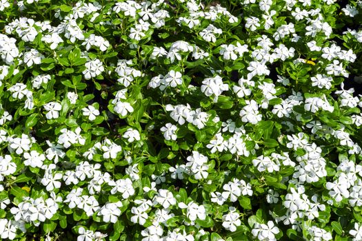 Background of Phlox. 67 species of perennial and annual plants in family Polemoniaceae