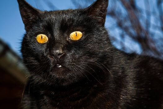 Black cat on a rooftop