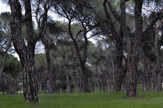 Pines forest. Casa de campo, Madrid, Spain