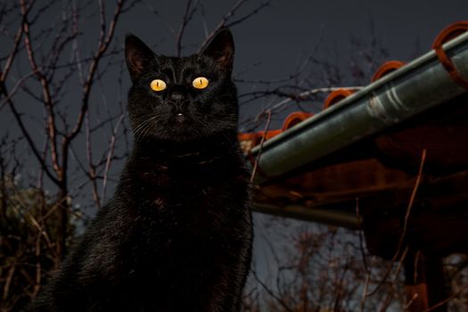 Black cat on a rooftop