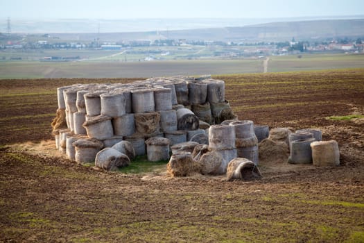 Rolls of hay in the autumn field