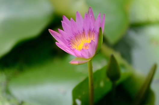 Pink lotus flower