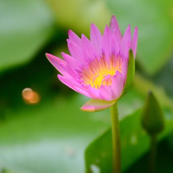 Pink lotus flower