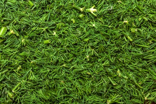 Fresh dill sprigs on wooden board cutting with knife