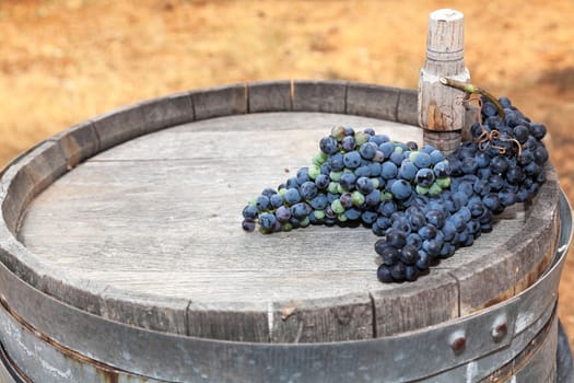 Bunch of black grapes on wooden wine barrel