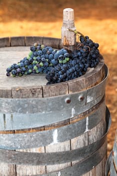 Bunch of black grapes on wooden wine barrel