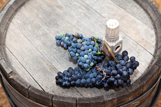 Bunch of black grapes on wooden wine barrel