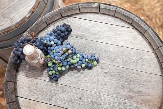 Bunch of black grapes on wooden wine barrel