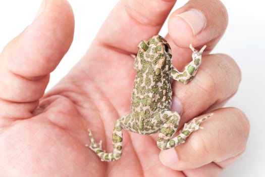 European green toad on a man's hand, close-up shot