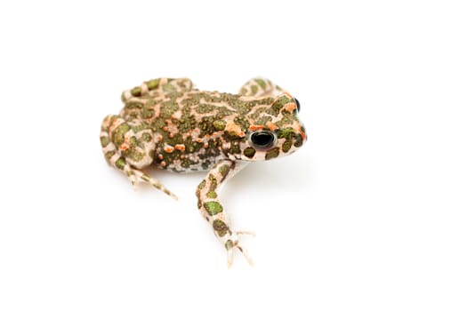 European Bufo viridis or Pseudepidalea virdis isolated on white background