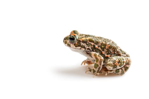 European Bufo viridis or Pseudepidalea virdis isolated on white background