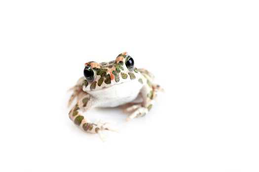 European Bufo viridis or Pseudepidalea virdis isolated on white background