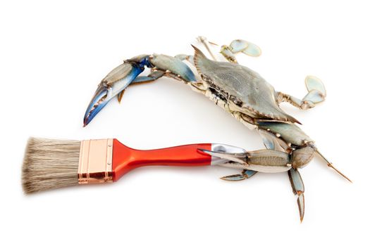 Blue crab holding a paintbrush