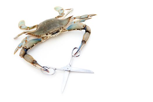 Blue crab holding a scissors