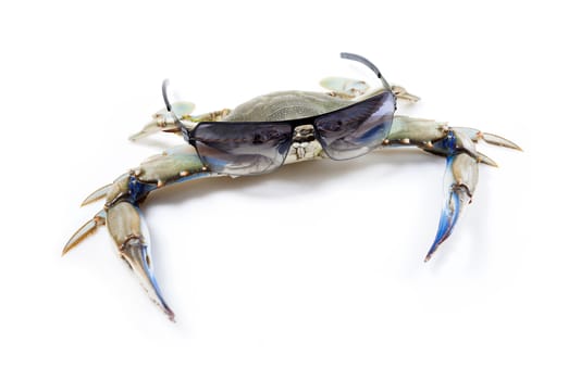 Blue crab wearing sunglasses