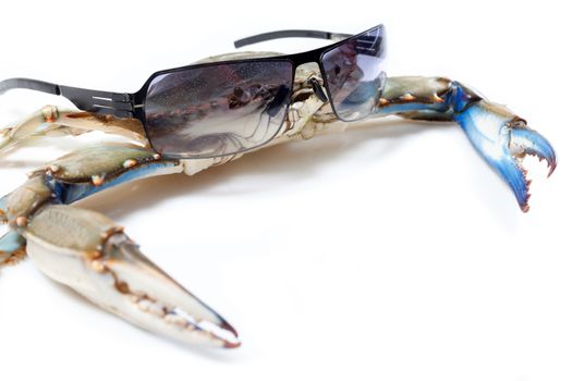 Blue crab wearing sunglasses