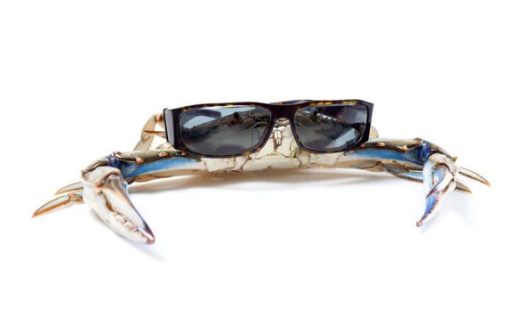 Blue crab wearing sunglasses