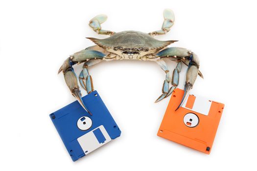 Blue crab holding a floppy disk