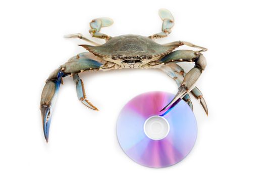 Blue crab holding a compact disc