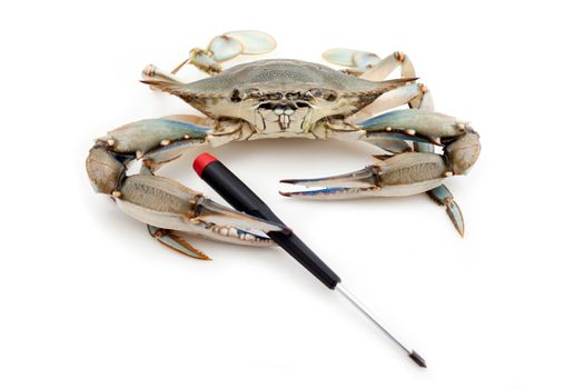 Blue crab holding a black screwdriver