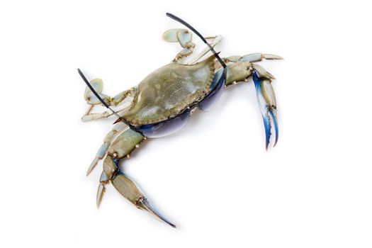 Blue crab wearing sunglasses