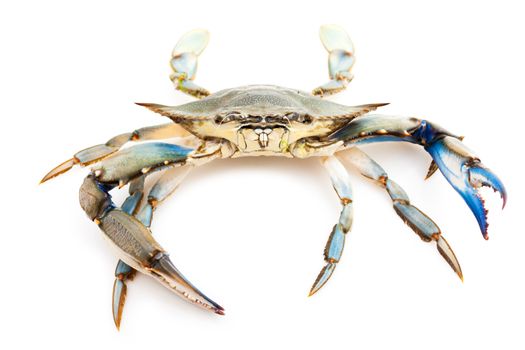 Blue crab isolated on white background