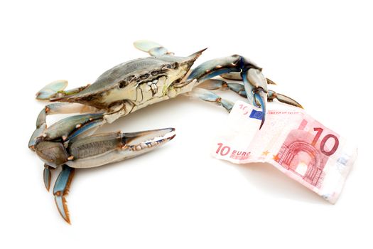Blue crab holding a banknote of 10 Euro