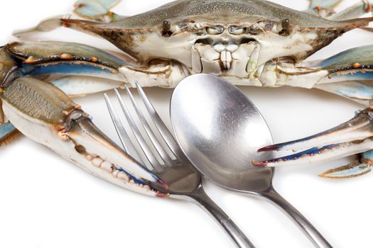 Blue crab on white background with fork and spoon