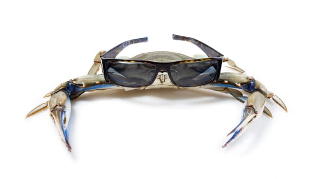 Blue crab wearing sunglasses