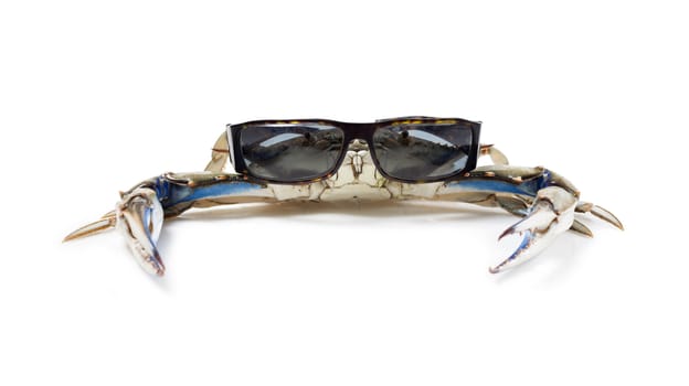 Blue crab wearing sunglasses