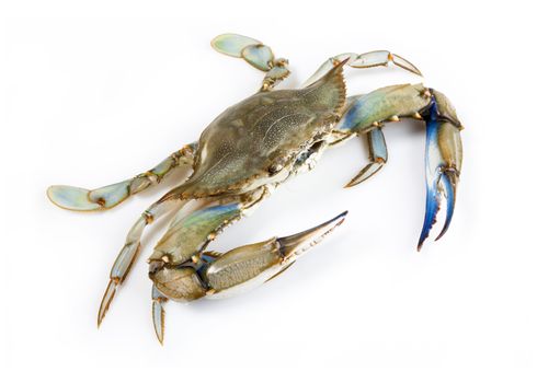 Blue crab on white background