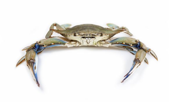 Blue crab on white background