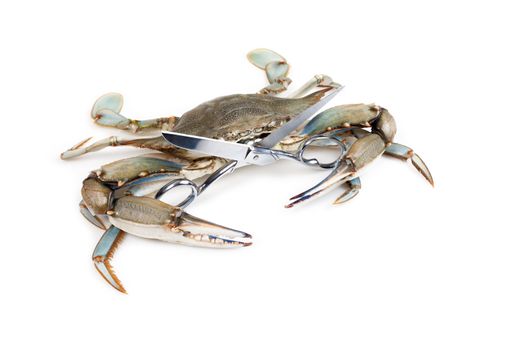 Blue crab holding a scissors