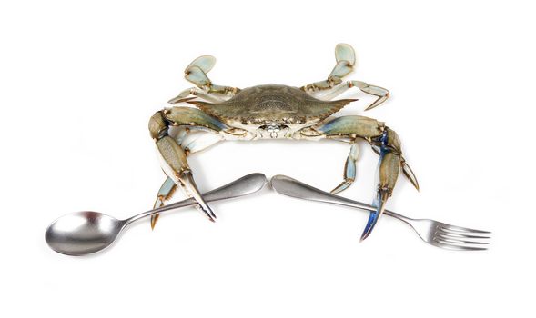 Blue crab on white background with fork and spoon