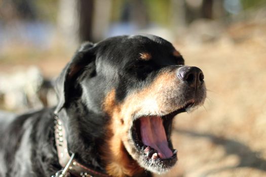 Adult Rottweiler in nature.  Yawning on the beach