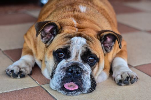 Bull dog tired