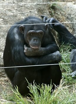 sad chimpanzee bonobo looking into the camera at the zoo