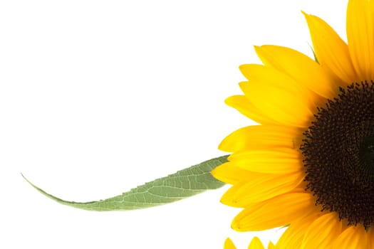 Yellow sunflower isolated on white background