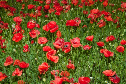 Red Poppy Flowers On The Spring Field