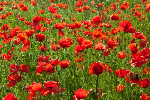 Red Poppy Flowers On The Spring Field