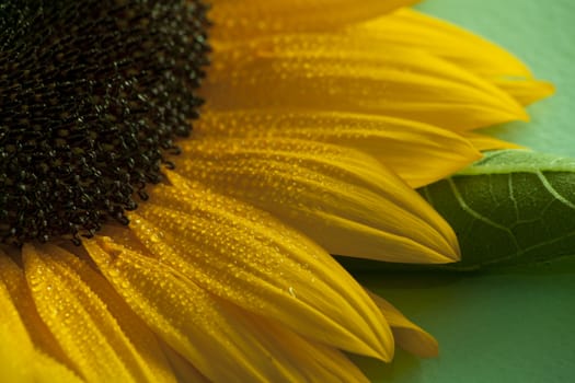 Yellow sunflower isolated on white background