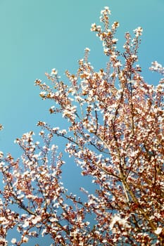 Blooming tree in blue sky