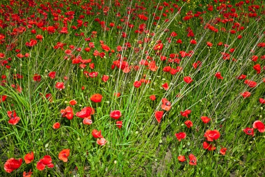 Red Poppy Flowers On The Spring Field