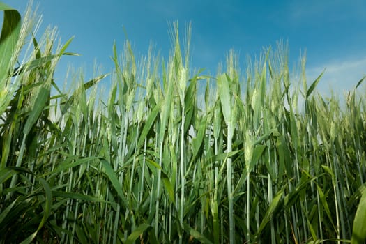 Green field of wheat at springtime